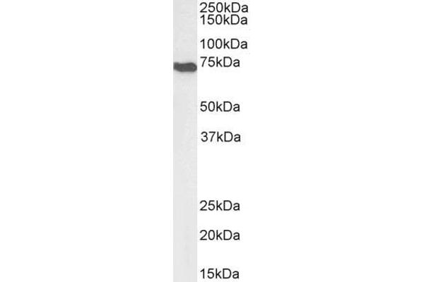 AIF antibody  (C-Term)