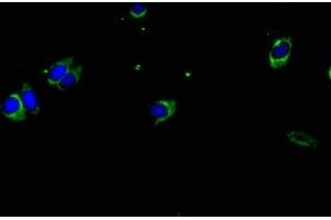 Immunofluorescent analysis of Hela cells using ABIN7155581 at dilution of 1:100 and Alexa Fluor 488-congugated AffiniPure Goat Anti-Rabbit IgG(H+L) (HLA-DPA1 antibody  (AA 29-222))