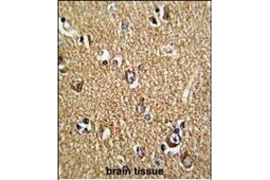 Formalin-fixed and paraffin-embedded human brain tissue reacted with FMR1 Antibody (N-term), which was peroxidase-conjugated to the secondary antibody, followed by DAB staining.