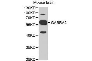 Western blot analysis of extracts of mouse brain, using GABRA2 antibody.