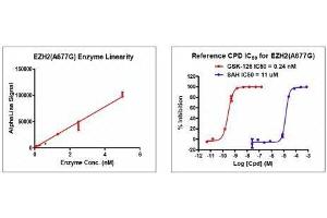 PRC2 EZH2(A677G) Complex activity assay. (PRC2 EZH2 (Ala677Gly-Mutant), (full length) protein (DYKDDDDK Tag))