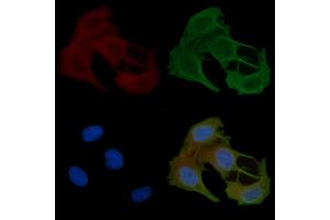 ABIN6257963 and ABIN6274921 staining Hela cells(45 min of heat-shock) by IF/ICC. (BMP8B antibody  (Internal Region))