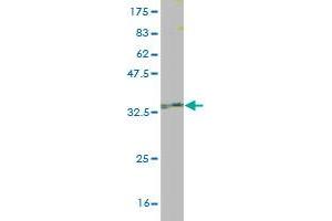 Western Blot detection against Immunogen (34. (AKAP7 antibody  (AA 1-81))