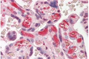 Anti-Complement C3/C3c antibody IHC staining of human placenta. (Complement C3c antibody)