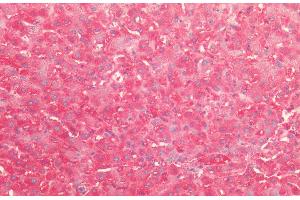 Immunohistochemistry analysis using Rabbit Anti-HSP60 Polyclonal Antibody (ABIN2484799). (HSPD1 antibody  (FITC))