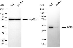 Western blotting analysis using BAG5 antibody (ABIN7797746).
