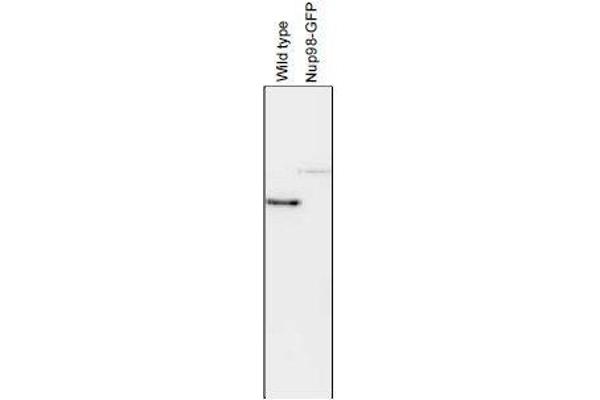 NUP98 antibody  (AA 1-466)