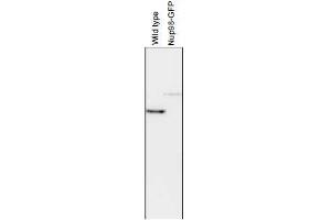Western Blotting (WB) image for anti-Nucleoporin 98kDa (NUP98) (AA 1-466) antibody (ABIN2452066) (NUP98 antibody  (AA 1-466))