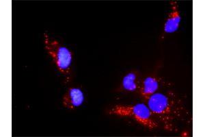 Proximity Ligation Assay (PLA) image for anti-Paxillin (PXN) (AA 1-262) antibody (ABIN519564)