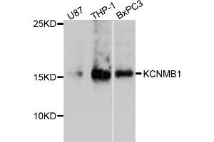 Western blot analysis of extract of various cells, using KCNMB1 antibody. (KCNMB1 antibody)