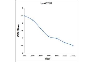 Antigen: 0. (CA12 antibody  (AA 241-340))