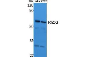 Western Blotting (WB) image for anti-Rh Family C Glycoprotein (RHCG) (Internal Region) antibody (ABIN3187647)