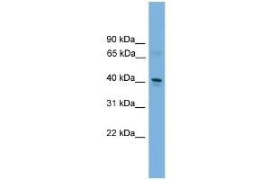 WB Suggested Anti-Tfdp2 Antibody Titration:  0.