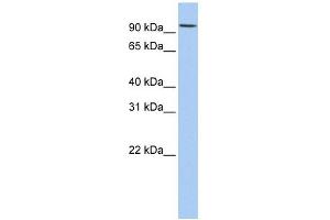 RNF19A antibody used at 1 ug/ml to detect target protein. (RNF19A antibody  (N-Term))