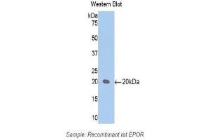 Western Blotting (WB) image for anti-Erythropoietin Receptor (EPOR) (AA 314-467) antibody (ABIN3209697) (EPOR antibody  (AA 314-467))