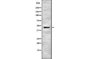 Western blot analysis of RELT using HuvEc whole cell lysates (RELT antibody  (C-Term))