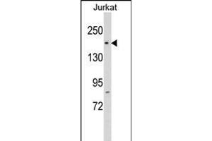 RPAP1 antibody  (N-Term)