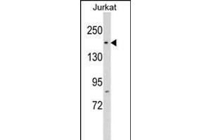 RP1 Antibody (N-term) (ABIN1539273 and ABIN2848774) western blot analysis in Jurkat cell line lysates (35 μg/lane). (RPAP1 antibody  (N-Term))
