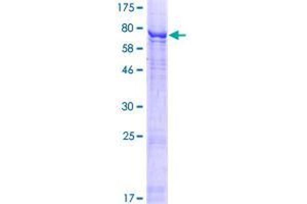 POC1B Protein (AA 1-478) (GST tag)