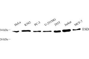 Esterase D antibody