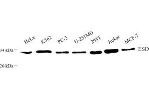 Western blot analysis of ESD (ABIN7073862) at dilution of 1: 800