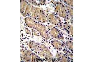 WFDC1 Antibody (C-term H163) immunohistochemistry analysis in formalin fixed and paraffin embedded human stomach tissue followed by peroxidase conjugation of the secondary antibody and DAB staining. (WFDC1 antibody  (C-Term, His163))