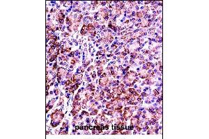 VP7 Antibody (Center) ((ABIN657786 and ABIN2846760))immunohistochemistry analysis in formalin fixed and paraffin embedded human pancreas tissue followed by peroxidase conjugation of the secondary antibody and DAB staining. (VAMP7 antibody  (AA 51-80))