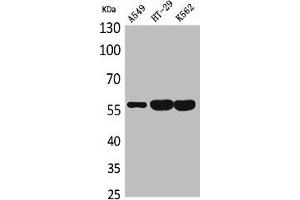 Western Blot analysis of A549 HT29 K562 cells using ERp57 Polyclonal Antibody (PDIA3 antibody  (Internal Region))