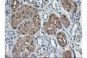 Immunohistochemical staining of paraffin-embedded Human Kidney tissue using anti-ACY1 mouse monoclonal antibody.