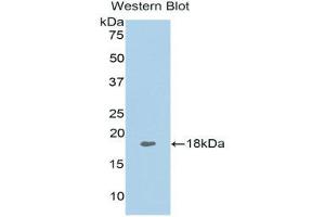 Western Blotting (WB) image for anti-Tumor Necrosis Factor (Ligand) Superfamily, Member 13 (TNFSF13) (AA 105-250) antibody (ABIN1078630) (TNFSF13 antibody  (AA 105-250))