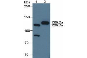 Figure. (Contactin 4 antibody  (AA 731-980))