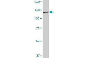 GTSE1 MaxPab polyclonal antibody. (GTSE1 antibody  (AA 1-720))