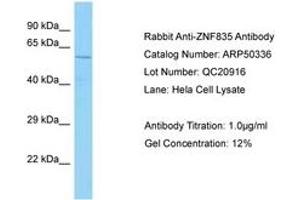ZNF835 antibody  (AA 320-369)