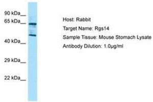 Image no. 1 for anti-Regulator of G-Protein Signaling 14 (RGS14) (AA 201-250) antibody (ABIN6749827) (RGS14 antibody  (AA 201-250))