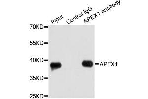 Immunoprecipitation analysis of 200ug extracts of HeLa cells using 1ug APEX1 antibody. (APEX1 antibody)