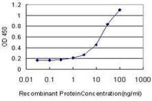 Detection limit for recombinant GST tagged GDF11 is approximately 1ng/ml as a capture antibody. (GDF11 antibody  (AA 310-407))