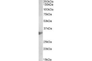 ABIN4902582 (2µg/ml) staining of U937 lysate (35µg protein in RIPA buffer). (CLIC1 antibody)