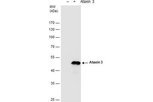 Ataxin 3 antibody