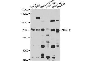 Western blot analysis of extracts of various cell lines, using MCMBP antibody (ABIN6294046) at 1:1000 dilution. (MCMBP antibody)