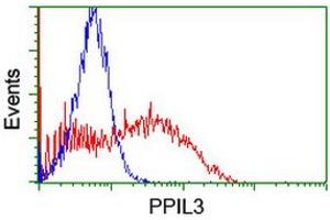 Image no. 1 for anti-Peptidylprolyl Isomerase (Cyclophilin)-Like 3 (PPIL3) antibody (ABIN1500363) (PPIL3 antibody)
