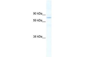 SIN3B antibody (20R-1129) used at 1. (SIN3B antibody  (N-Term))