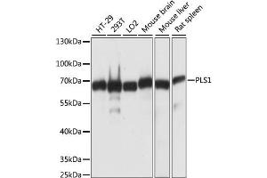 Western blot analysis of extracts of various cell lines, using PLS1 antibody (ABIN6291675) at 1:1000 dilution.