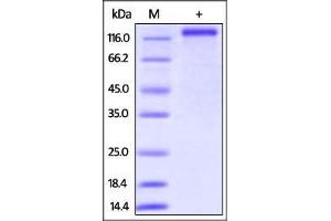Human CD163, His Tag on SDS-PAGE under reducing (R) condition. (CD163 Protein (CD163) (AA 42-1045) (His tag))