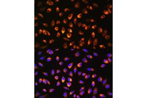 Immunofluorescence analysis of L929 cells using NQO1 Rabbit pAb (ABIN3022059, ABIN3022060, ABIN3022061 and ABIN6218589) at dilution of 1:100. (NQO1 antibody  (AA 1-50))