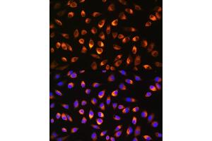 Immunofluorescence analysis of L929 cells using NQO1 Rabbit pAb (ABIN3022059, ABIN3022060, ABIN3022061 and ABIN6218589) at dilution of 1:100. (NQO1 antibody  (AA 1-50))