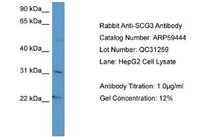 WB Suggested Anti-SCG3  Antibody Titration: 0. (SCG3 antibody  (C-Term))