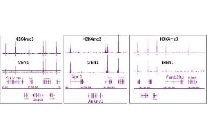 Menin antibody (pAb) tested by ChIP-Seq. (Menin antibody  (C-Term))