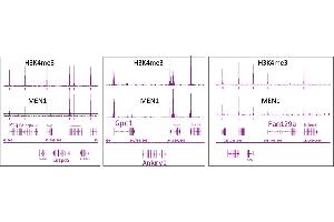Menin antibody (pAb) tested by ChIP-Seq. (Menin antibody  (C-Term))