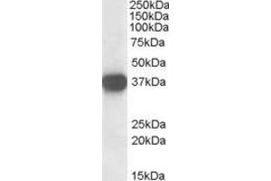Western Blotting (WB) image for anti-Nucleophosmin (Nucleolar phosphoprotein B23, Numatrin) (NPM1) (C-Term) antibody (ABIN185372)