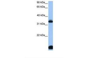 Image no. 1 for anti-Forkhead Box I3 (FOXI3) (AA 343-392) antibody (ABIN6739474) (FOXI3 antibody  (AA 343-392))